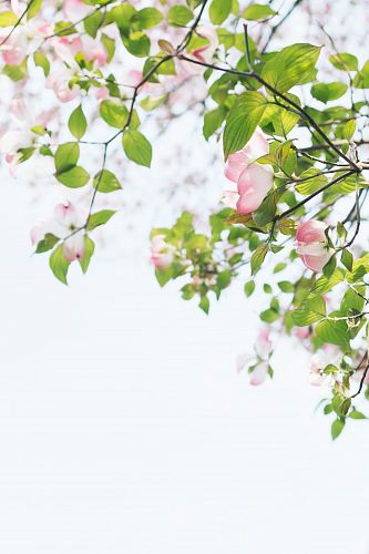 shallow focus photography of tree with pink flowers