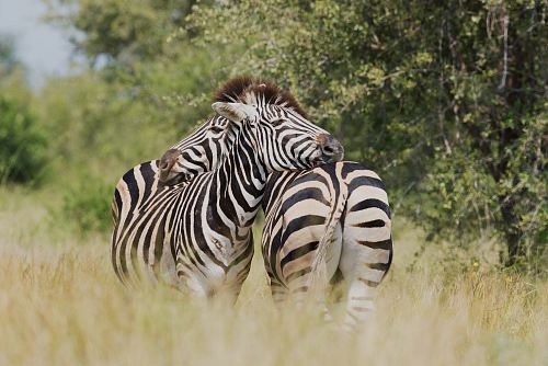 shallow focus photography of two zebra cuddling at the wildlife
