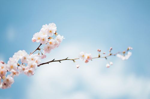 shallow focus photography of white flowers