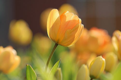 shallow focus photography of yellow flower
