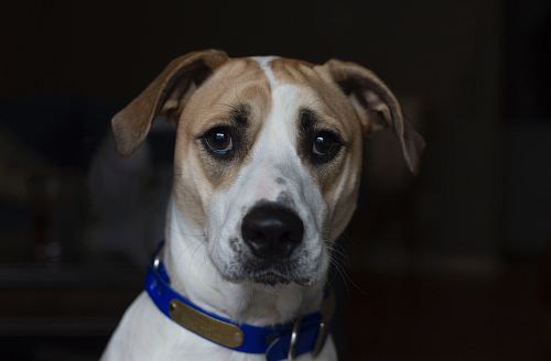 short-coated tan and white dog with blue collar