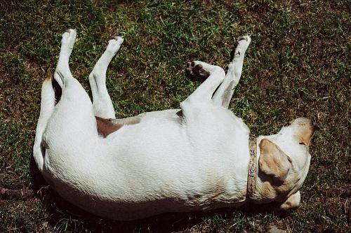 short-coated white dog