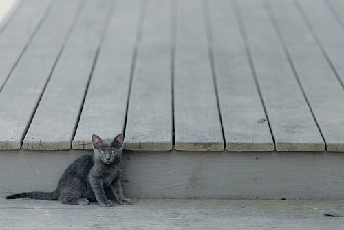short-fur gray kitten