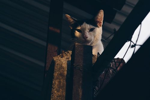 short-fur white and black cat on gray post