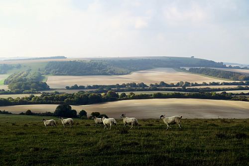 six white lambs on green grass field