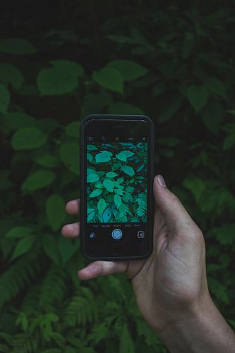 space gray iPhone 5s taking photo of green leaf