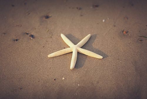 starfish on sand