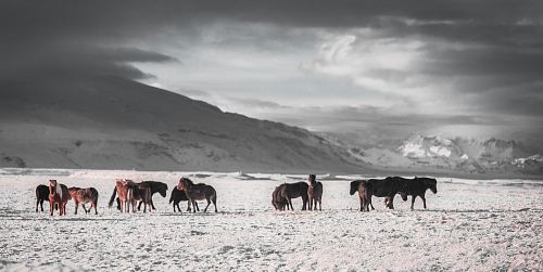 team of horses on white snow field under grey sky
