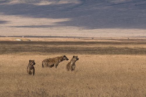 three hyenas on brown field under blue sky