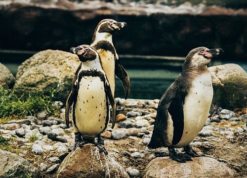 three penguin standing on rocks