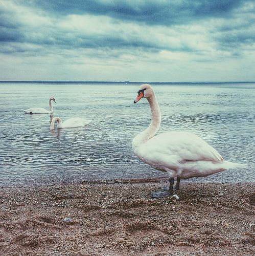 three white swan near shoreline