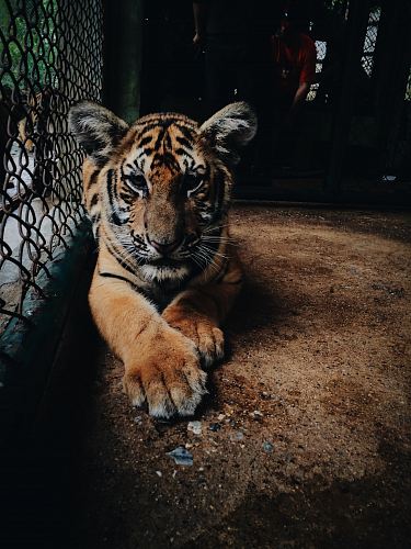 Tiger beside cage