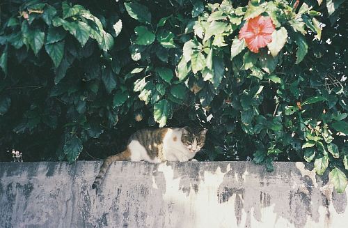 tricolored calico cat on top of wall