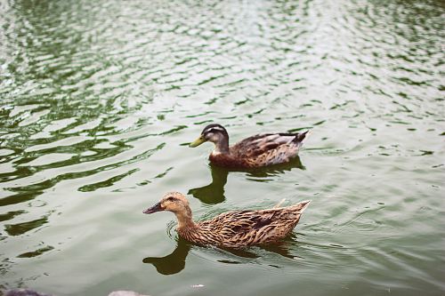 two brown ducks floating on water