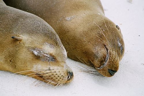 two brown sea lions