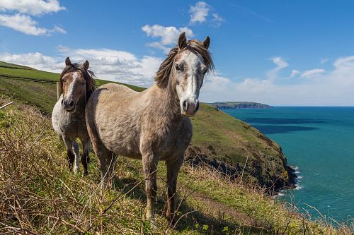 two horses standing on mountain cliff by the sea