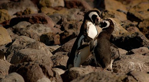 two penguins kissing at daytime
