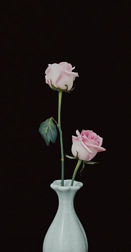 two pink rose flowers in vase
