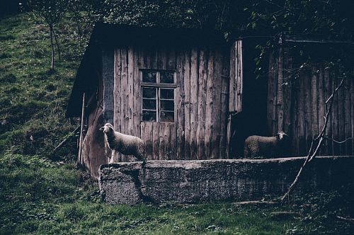 two sheep on brown wooden parquet house