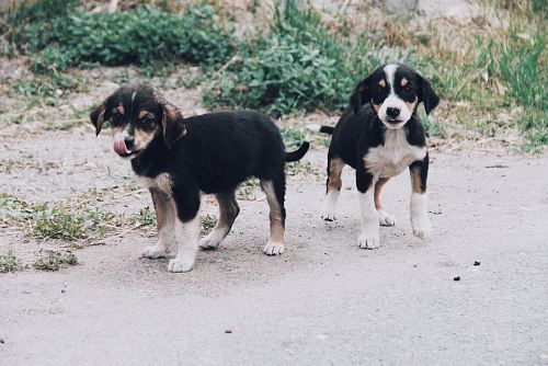two short-coated tri-color puppies walking on ground
