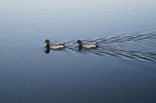two swimming mallard ducks on still body of water