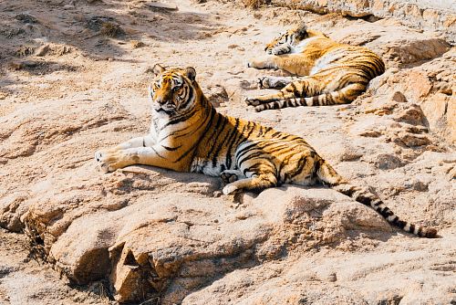 two tiger on brown rock