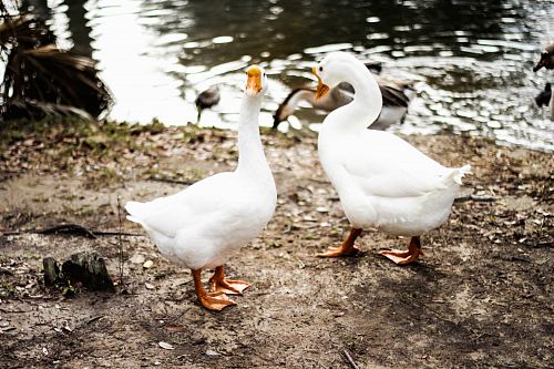 two white ducks on brown soil