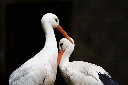 two white storks