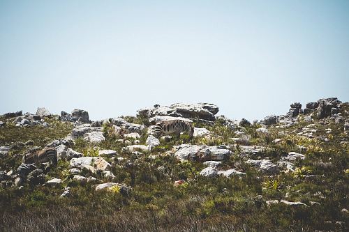 two zebras surrounded bu grass