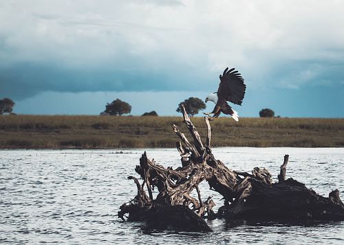 white and black bird on driftwood