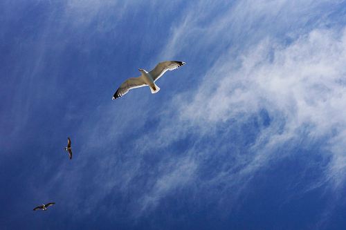 white and black bird under blue sky