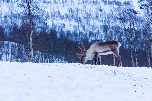 white and black deer on snow field