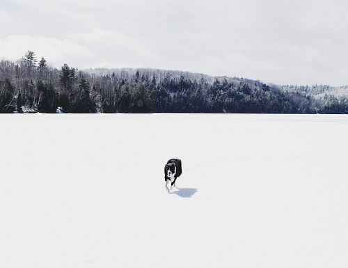 white and black dog walking on white snow field during daytime
