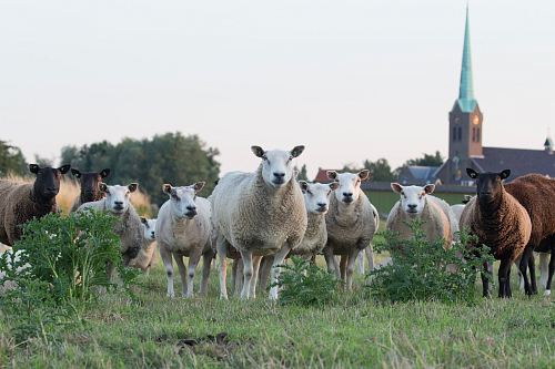 white and brown sheep on lawn grass