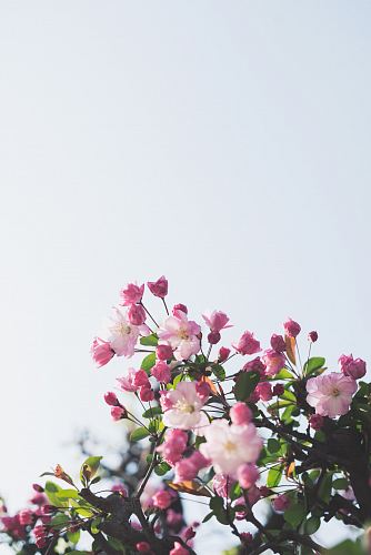 white-and-pink flowers