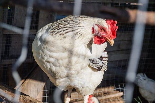 white chicken