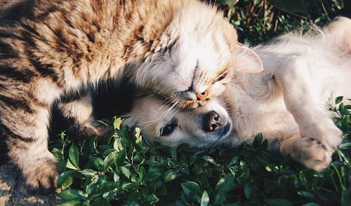 white dog and gray cat hugging each other on grass