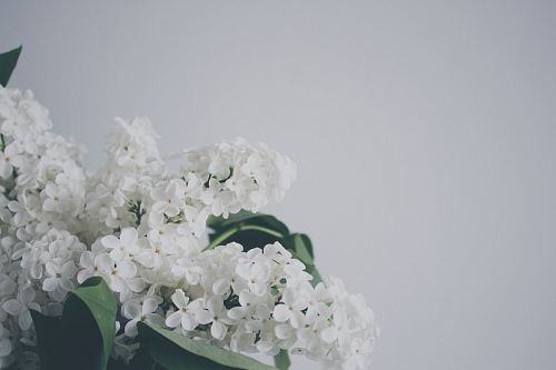 white flowers