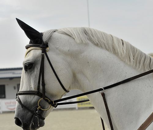 white horse wearing harness