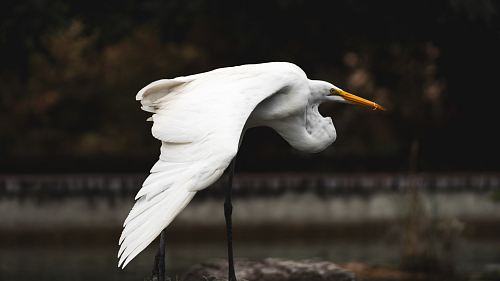 white long legged bird on stone