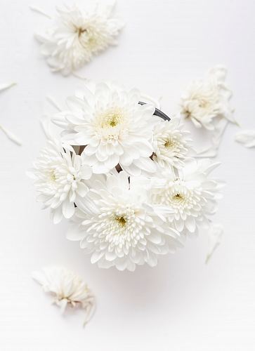 white petaled flower on white background