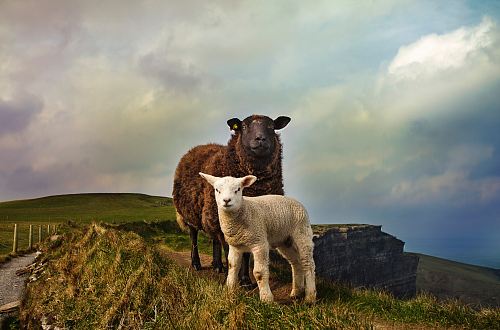 young and adult sheep standing on mountain
