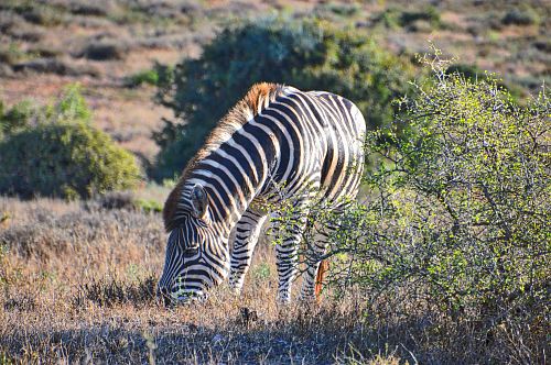 zebra eating grass during daytime