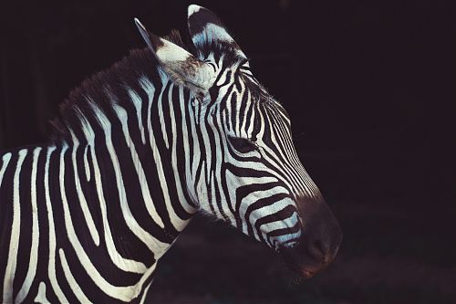 zebra in shallow focus lens