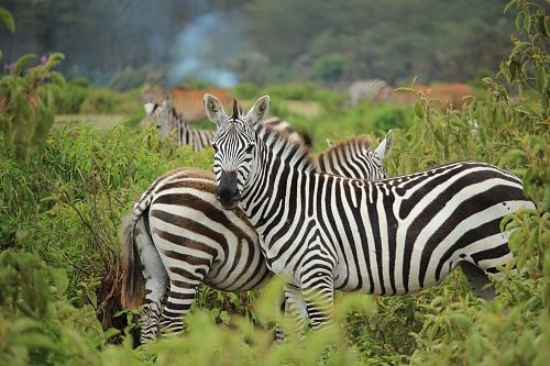 zebra on green farm
