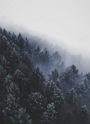 winter wide angle photo of pine trees fog