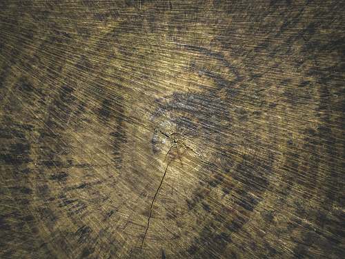 texture  hardwood