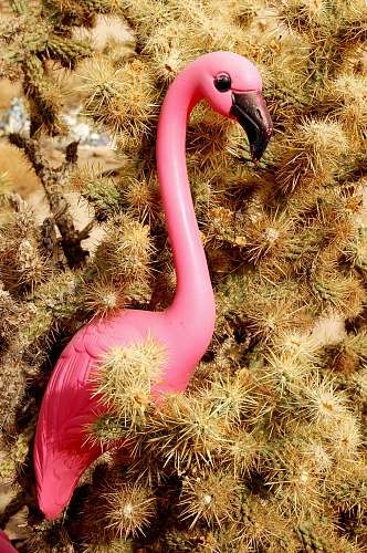 pink pink plastic flamingo on cactus plant united states