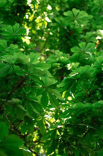 green green leaves with water droplets leaf