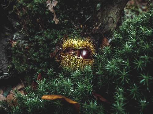 plant opened green horse chestnut nature
